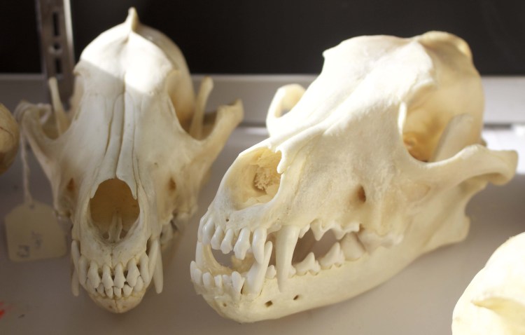 Черные собаки