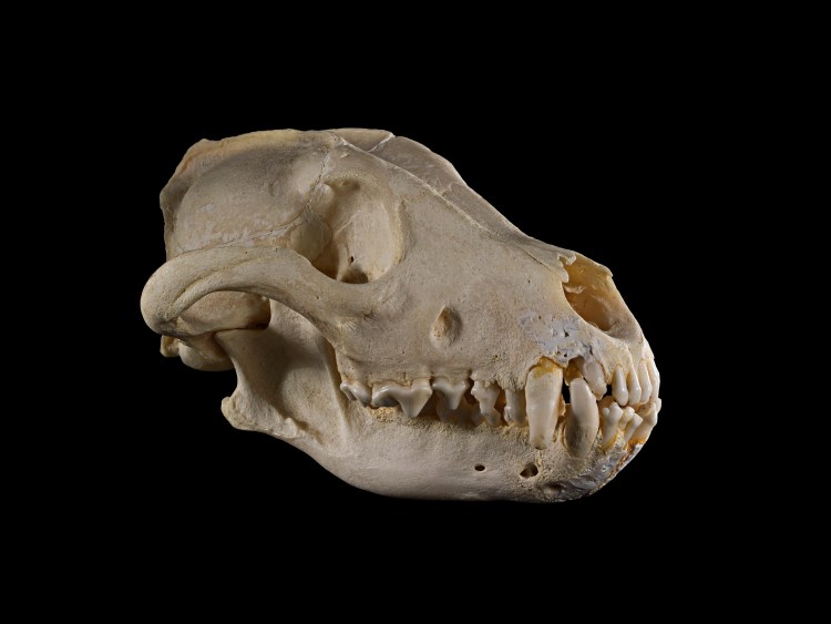 Черепа собак разных пород