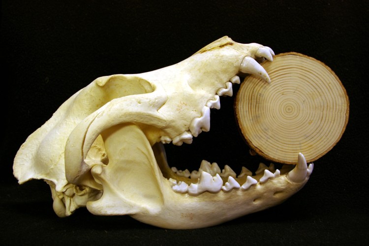 Череп волка на белом фоне