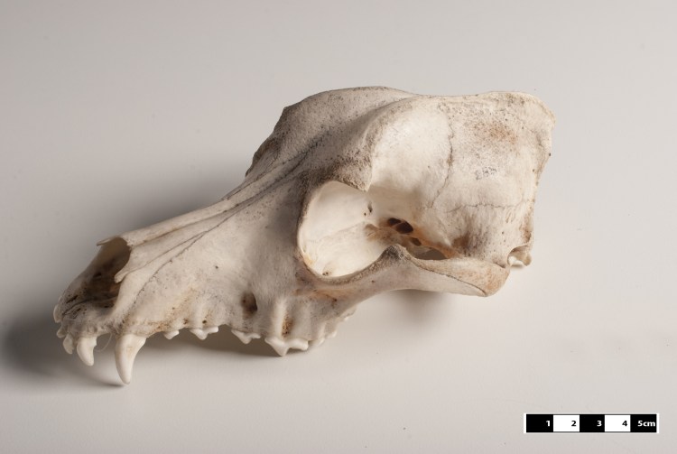 Череп собаки 3д