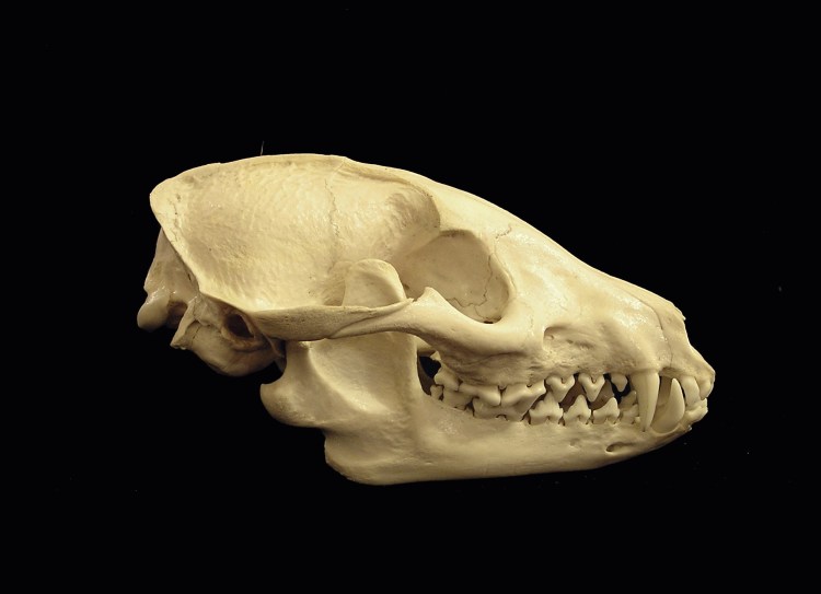 Черные собаки