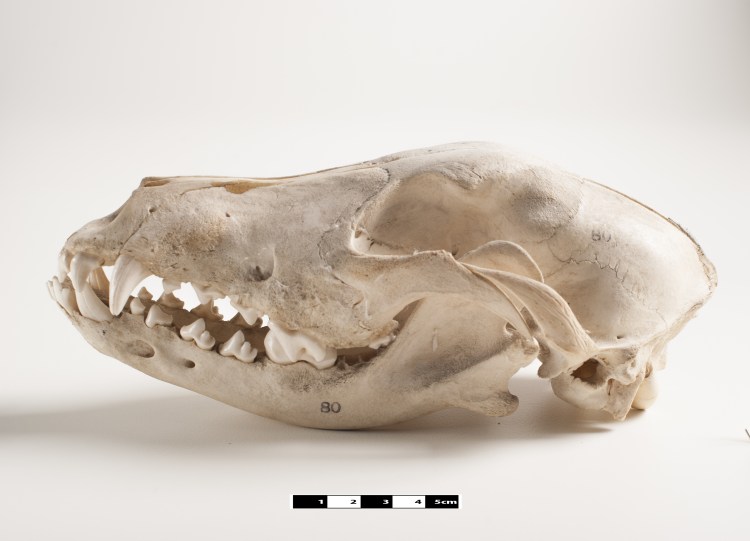 Черные собаки