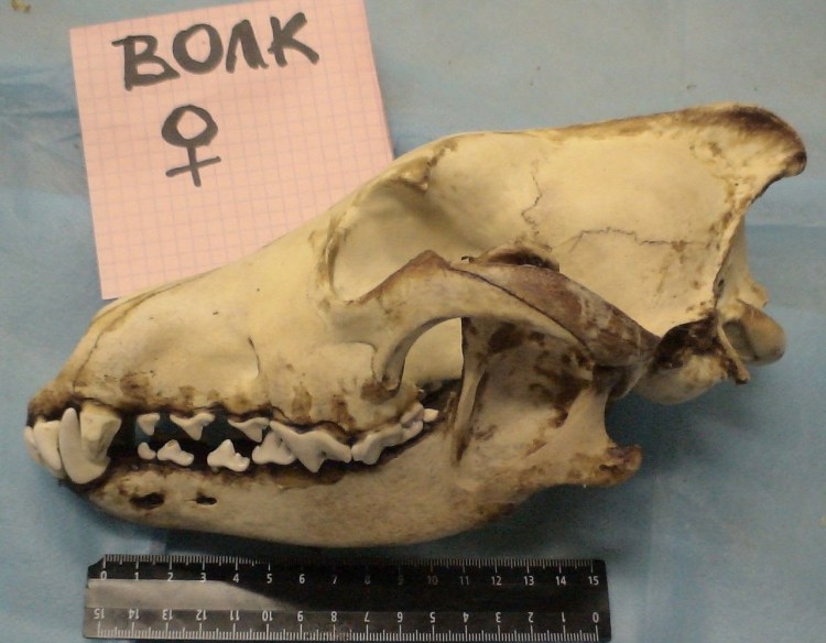 Череп волка 3д