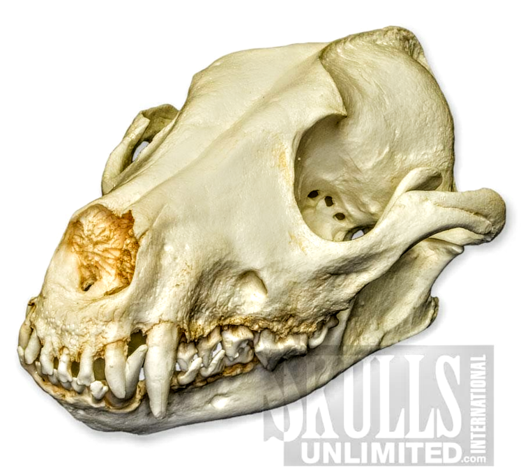 Череп собаки референс