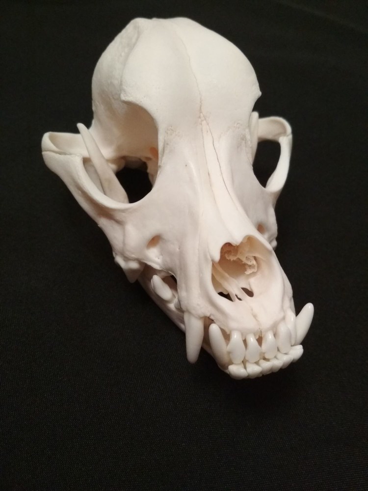 Череп долихоцефал у собак