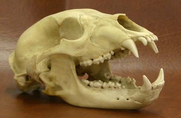 Водка череп