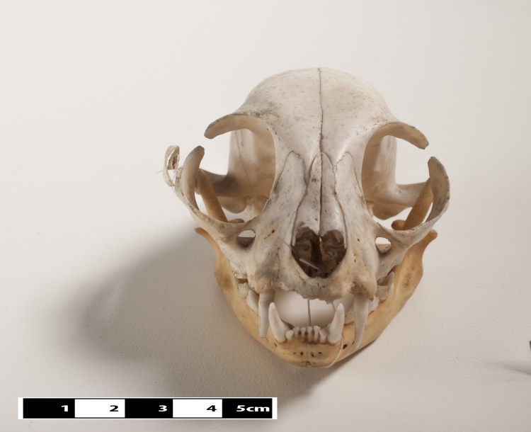 Череп собаки анатомия