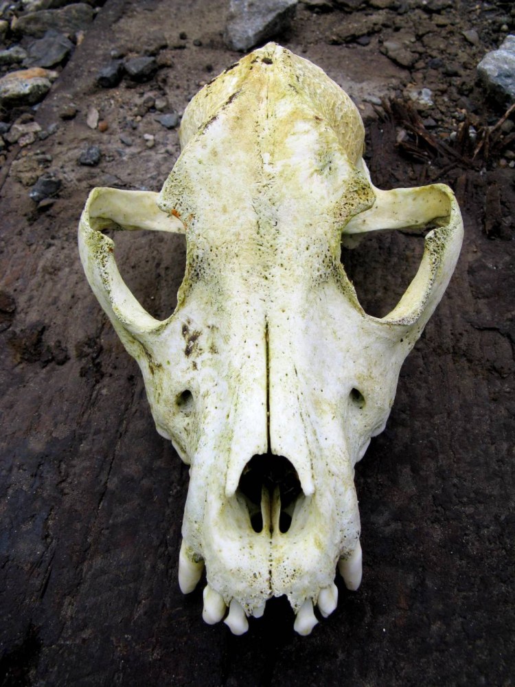 Череп волка вид сбоку