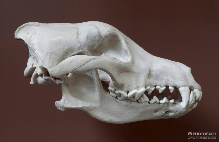 Рентген головы кошки норма