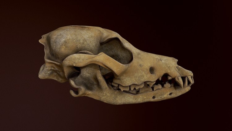 Черепа животных для рисования