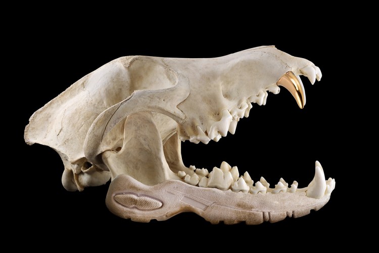 Черепа животных средней полосы