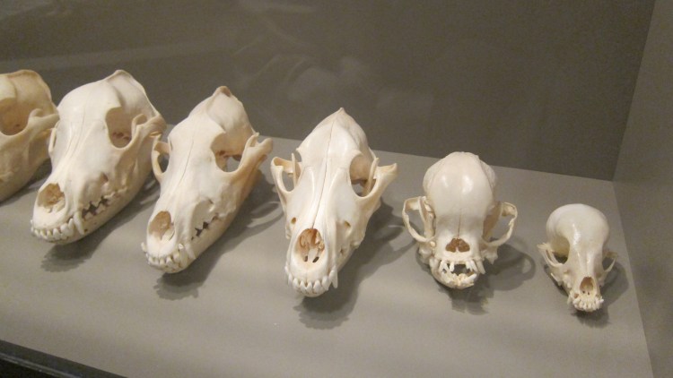 Canis Lupus строение черепа