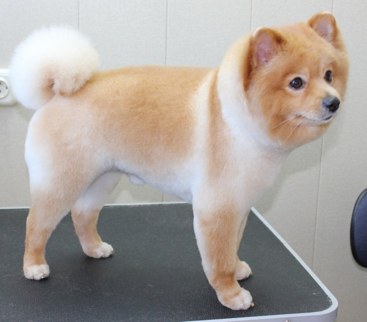 Шпиц померанский медвежьего