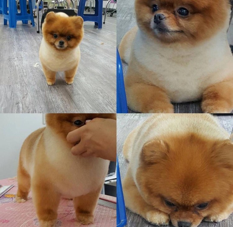 Померанский шпиц подстриженный