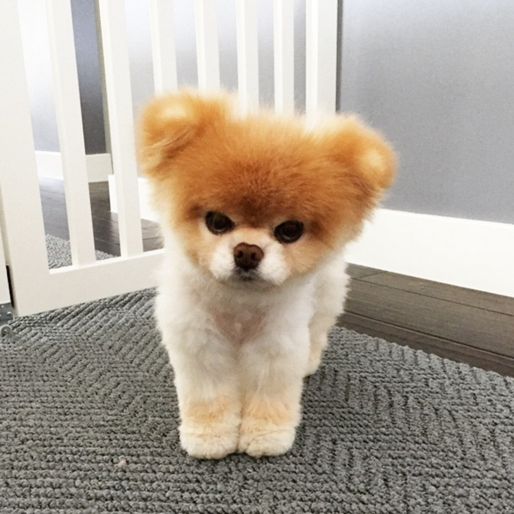 Померанский шпиц стрижка Медвежонок