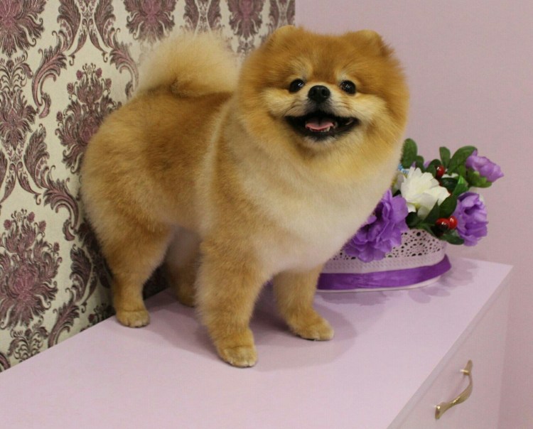 Померанский шпиц стриженный