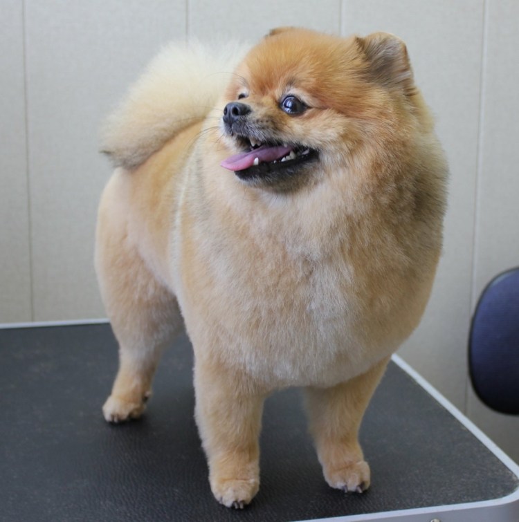 Шпиц померанский медвежьего