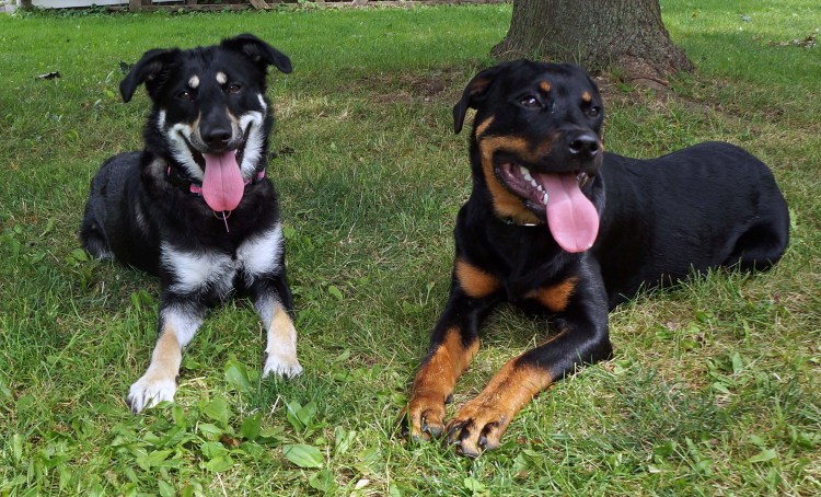 Доберман Самара