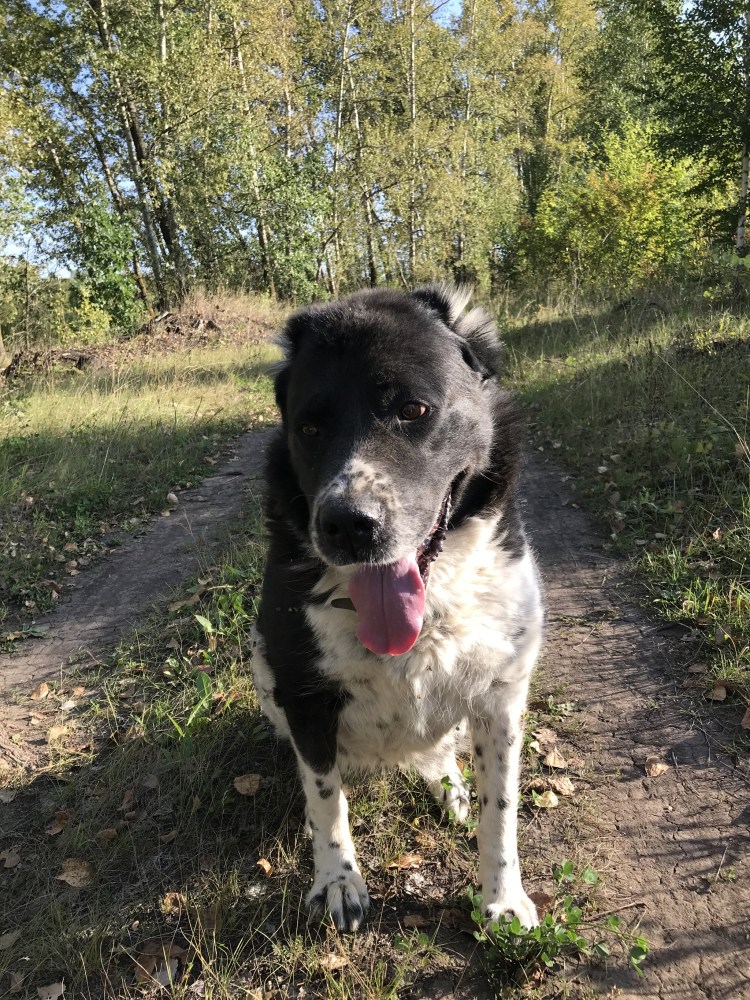 Щенок алабая и добермана