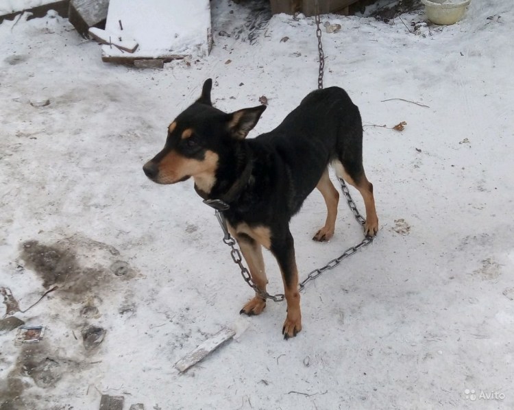 Метис волка и алабая