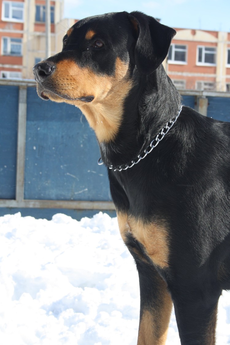 Метис ротвейлера