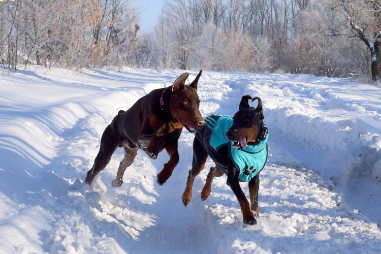 Метис алабая и ротвейлера