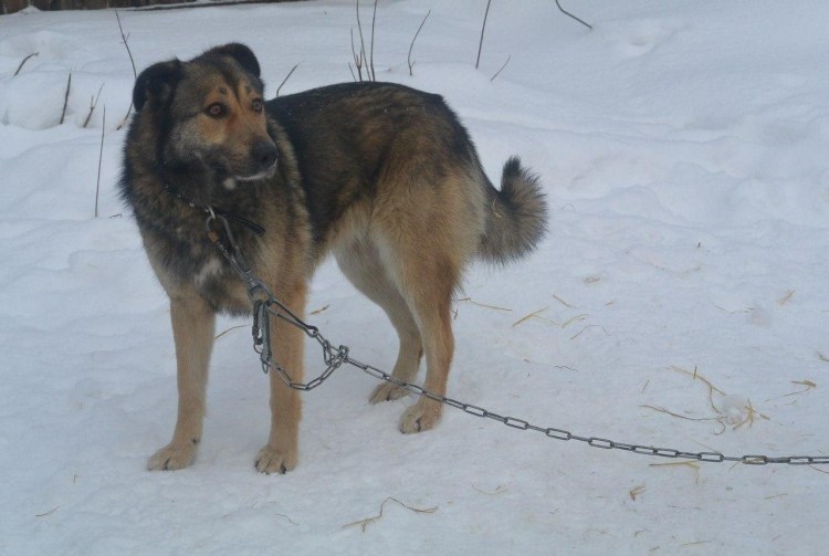 Собака Доберман и алабай