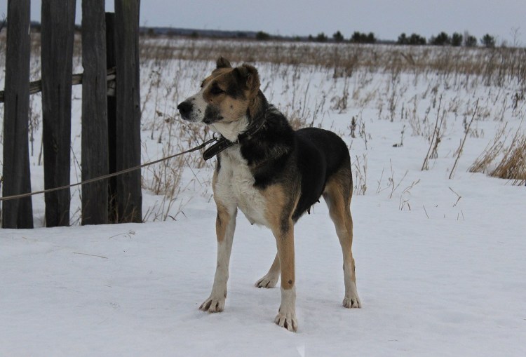 Метис овчарки и добермана 4 месяца