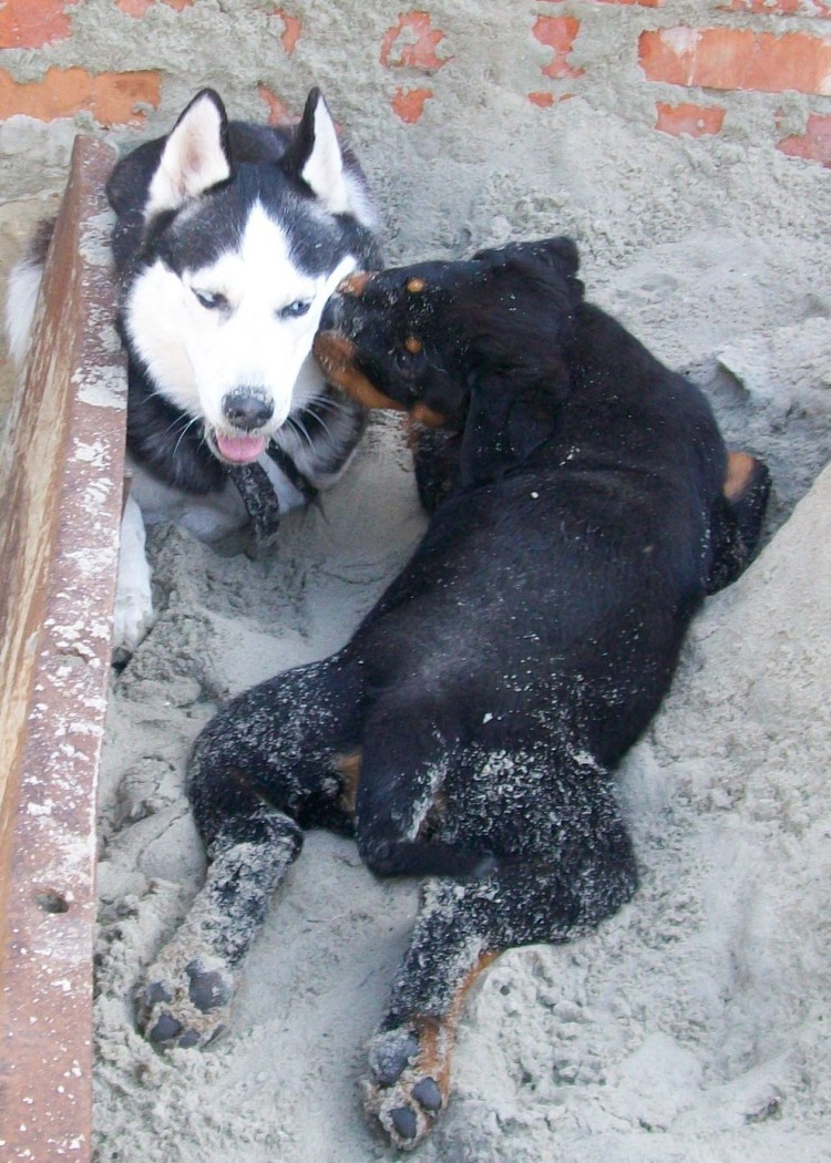 Метис добермана и овчарки