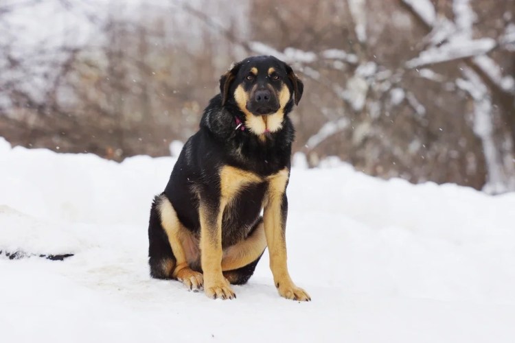 Доберман с алабаем помесь