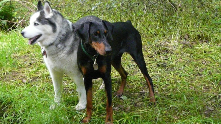 Метис добермана