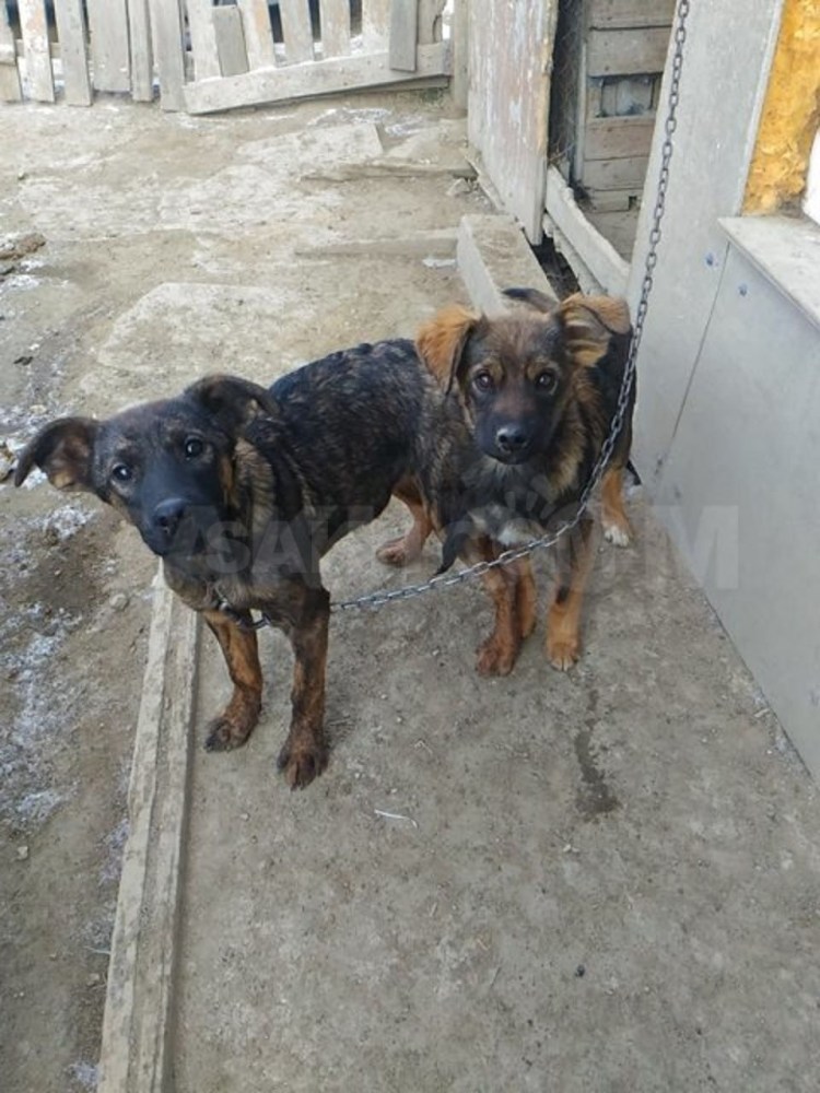 Смесь лабрадора и Алаба