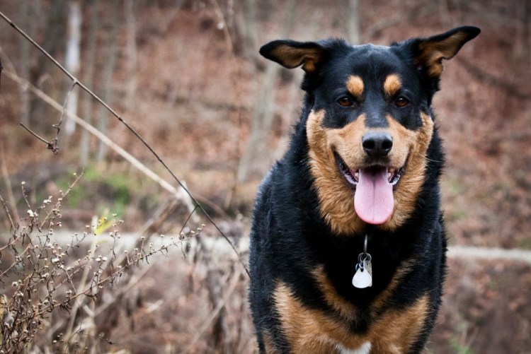Помесь добермана и лабрадора