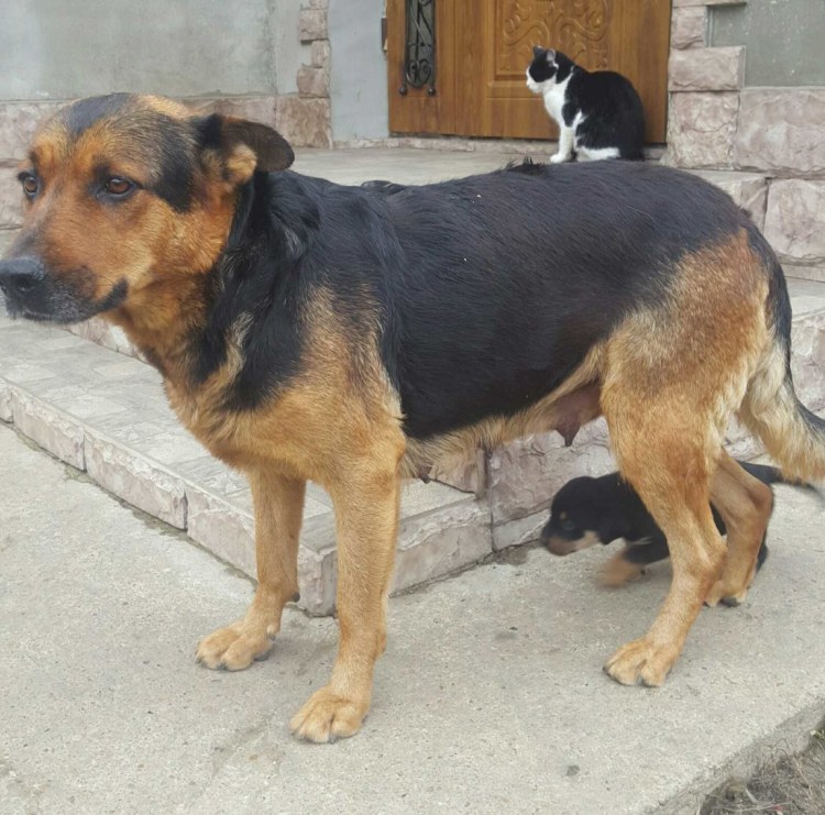 Метис черного терьера и ротвейлера