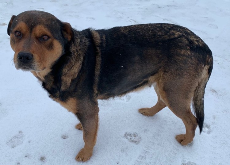 Смесь овчарки и ротвейлера