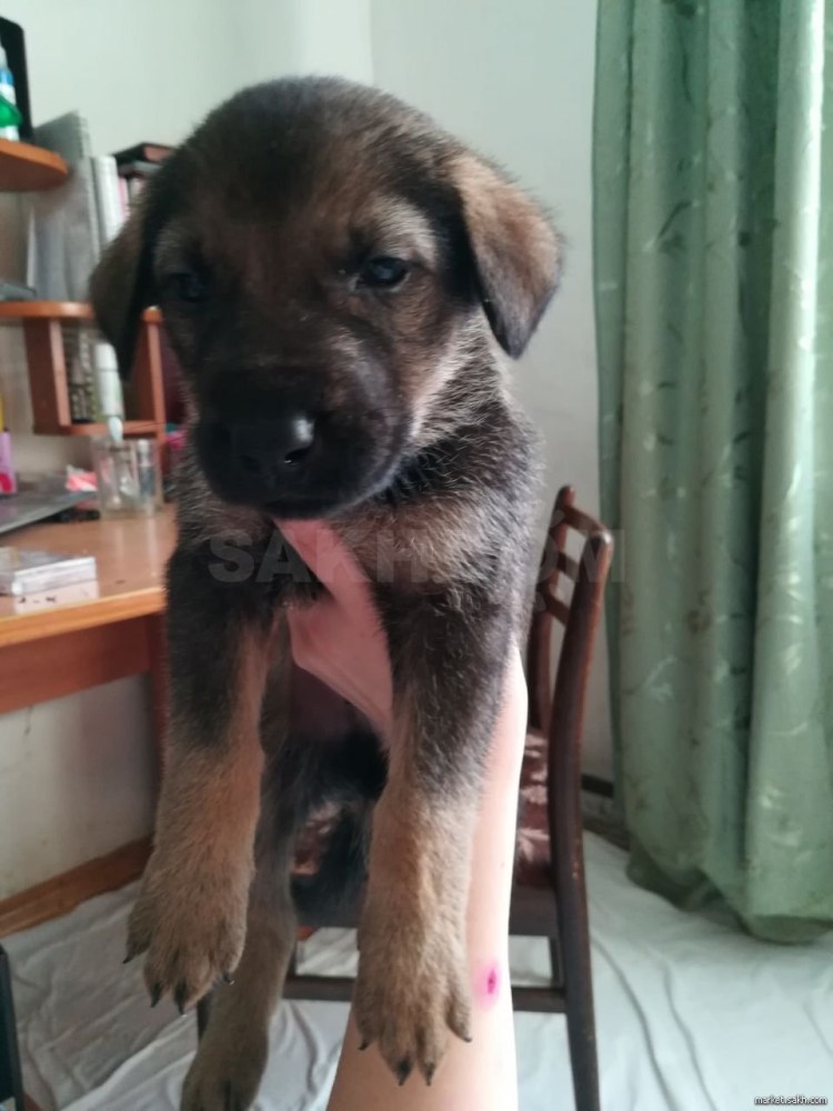 Алабай и немецкая овчарка