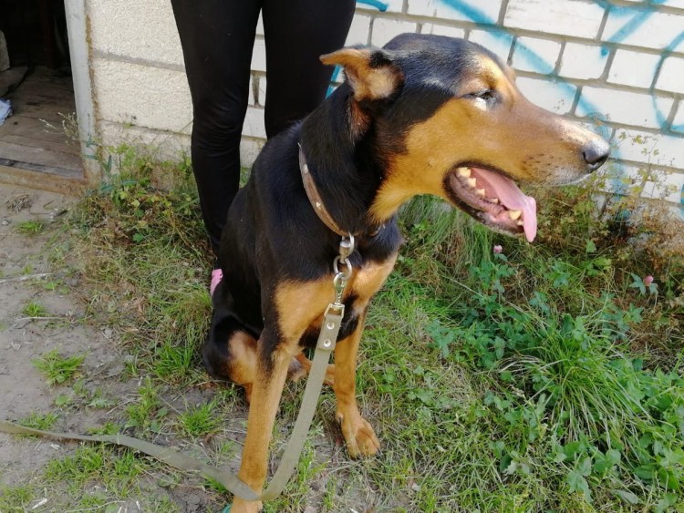 Алабай и Доберман вместе