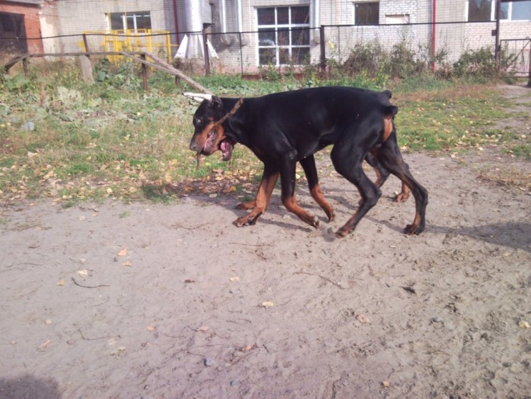Помесь добермана и алабая