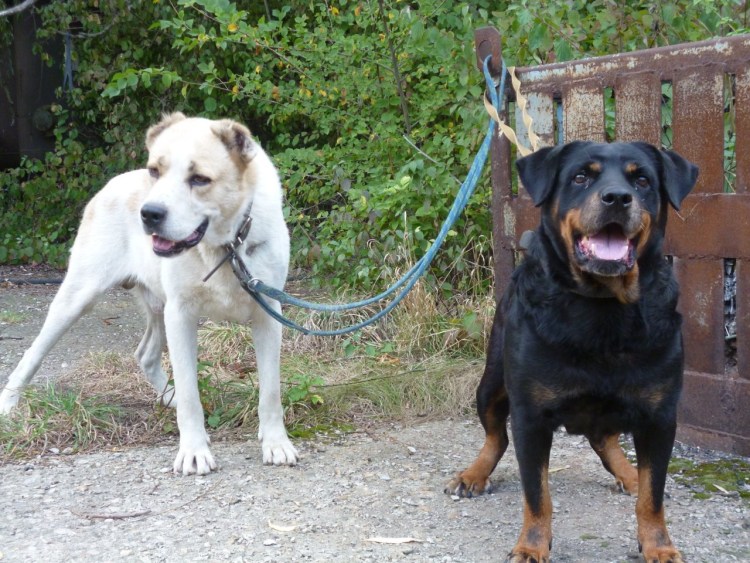 Метис кавказской овчарки и добермана