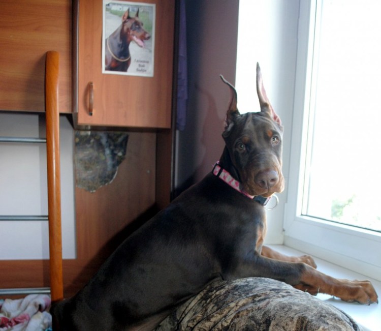 Метис овчарки дворовой