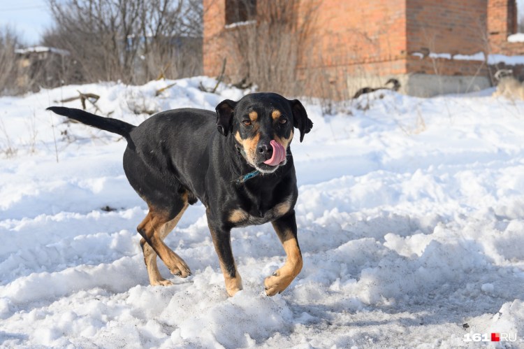 Помесь добермана и алабая