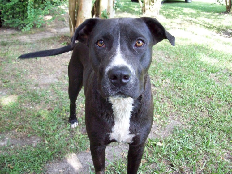 Смесь добермана и хаски