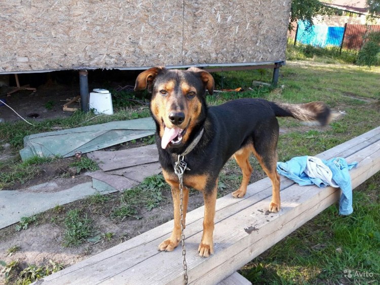 Метис добермана