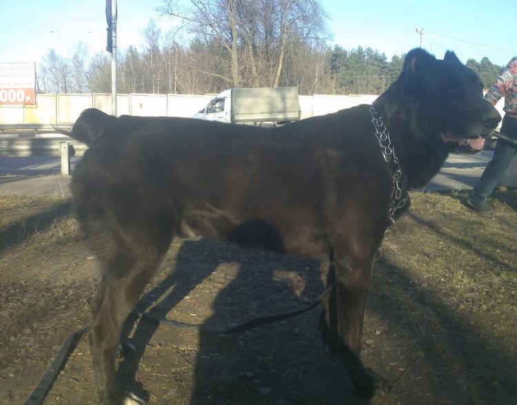 Помесь ротвейлера и немецкой овчарки