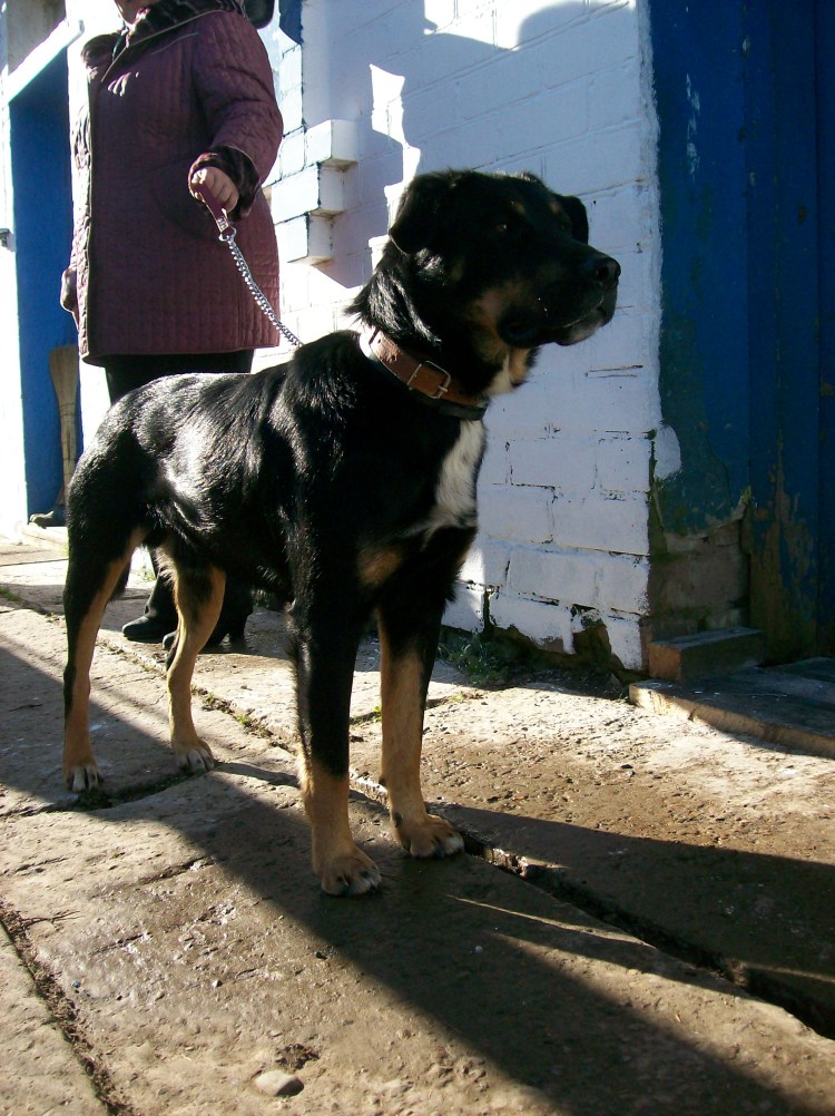 Помесь той терьера и ротвейлера