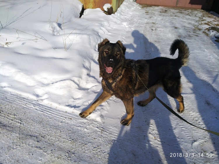 Смесь алабая и добермана