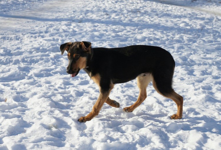 Метис алабая