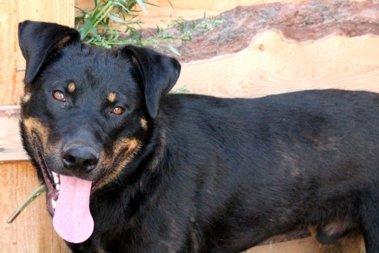 Алабай и Доберман