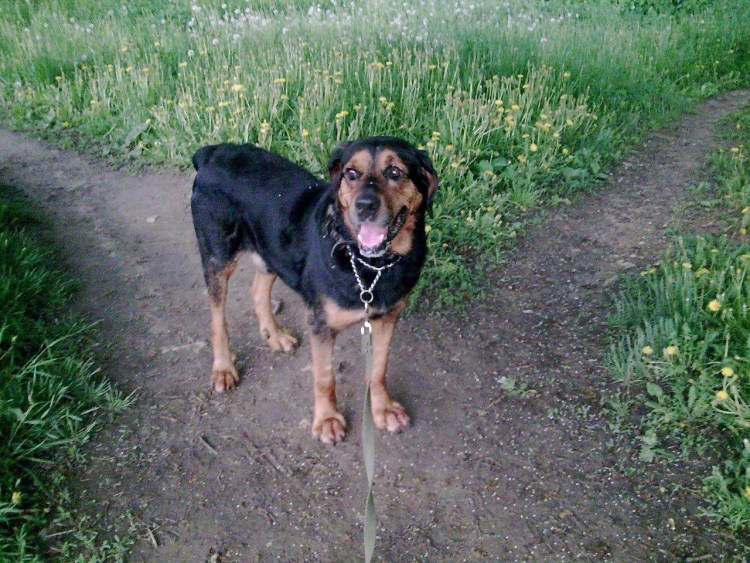 Метис алабая и лабрадора