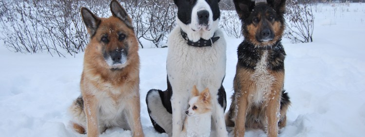 Метис немецкого дога